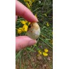 Préhnite - Polie 15 Gr
