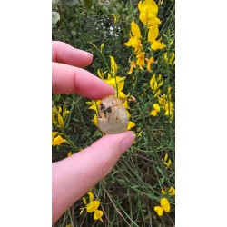 Préhnite - Polie 15 Gr