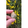 Préhnite - Polie 15 Gr