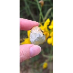 Préhnite - Polie 15 Gr