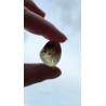 Préhnite - Polie 15 Gr