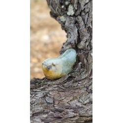 Préhnite - Polie 17 Gr