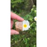 Zébradorite - Polie 14 gr