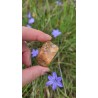 Zébradorite - Polie 14 gr