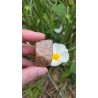 Zébradorite - Polie 14 gr