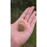 Zébradorite - Polie 14 gr