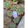 Calcédoine - Pendentif 8 Gr