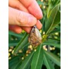 Bronzite - Pendentif  9 gr