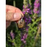 Bronzite - Pendentif  5 gr