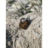 Bronzite - Pendentif  5 gr