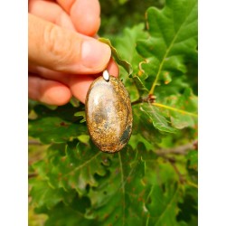 Bronzite - Pendentif 13 gr