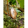 Bronzite - Pendentif 13 gr