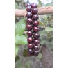 Grenat - Bracelet 10 mm
