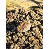 Chalcopyrite - Brute 25 Gr