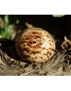 Aragonite