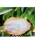 Agate