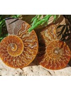 Ammonite