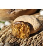 Bronzite